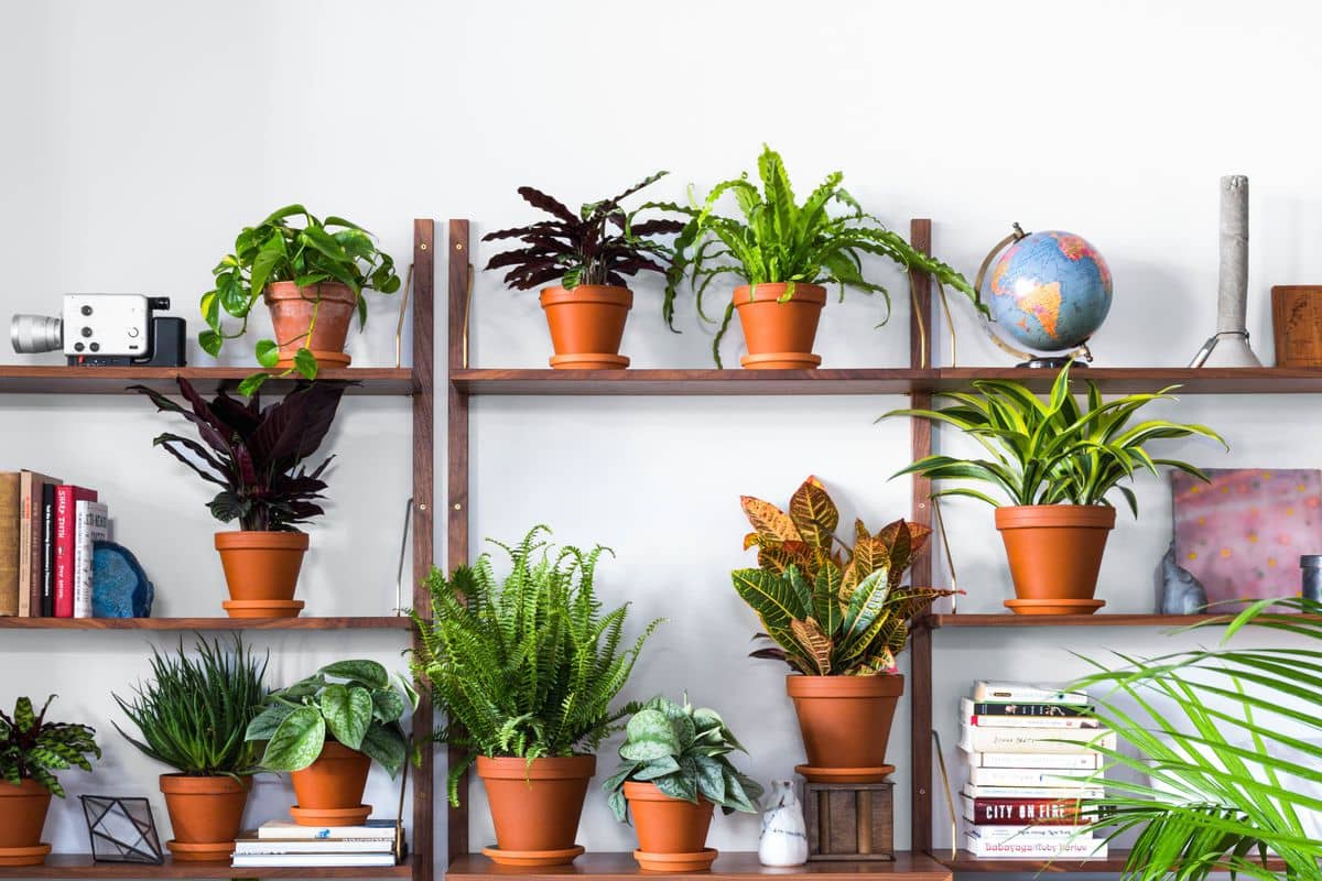Order plants online India the right plants for your home