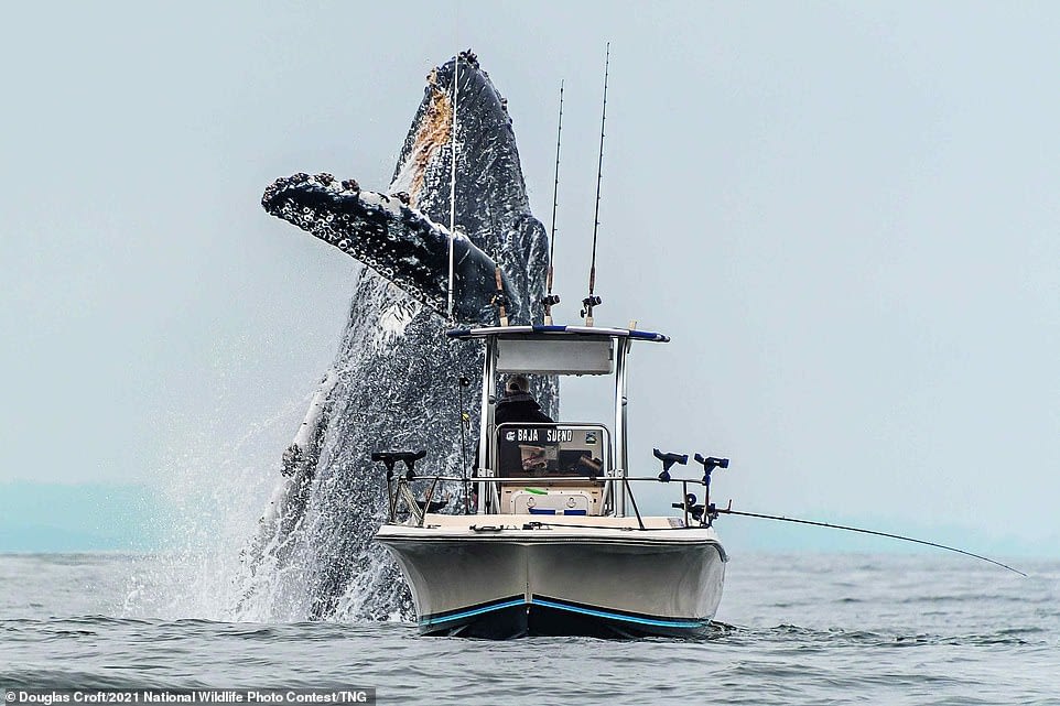 Humpback whale leaps from the sea and an eagle fights off a fox in breathtaking wildlife snaps